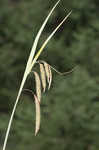 Great smokey mountain sedge